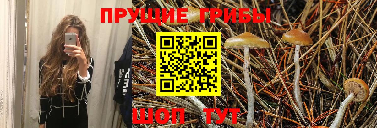 Псилоцибиновые грибы Psilocybine cubensis  Кашира 